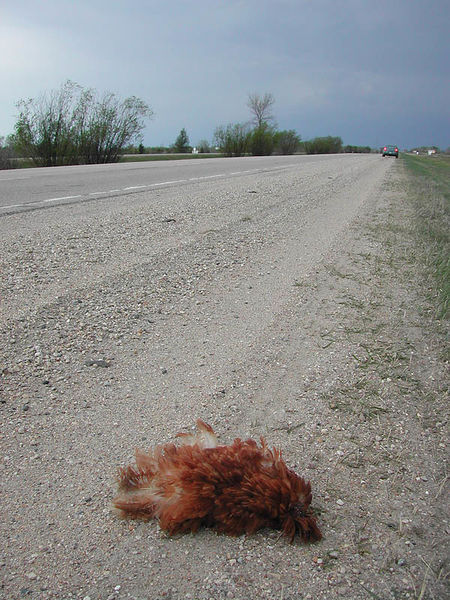 File:Roadkill kyckling.jpg
