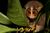 Sri Lankan Slender Loris 2.jpg