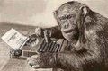 1998915409 1999998464 monkey typewriter.jpg