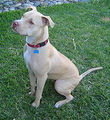 220px-American Pit Bull Terrier - Seated.jpg