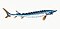 Illustration from The Natural History of British Fishes (1802) by Edward Donovan, digitally enhanced by rawpixel-com 59.jpg