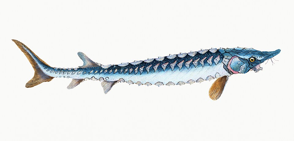 Illustration from The Natural History of British Fishes (1802) by Edward Donovan, digitally enhanced by rawpixel-com 59.jpg