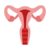 UTERUS.png