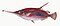 Illustration from The Natural History of British Fishes (1802) by Edward Donovan, digitally enhanced by rawpixel-com 57.jpg