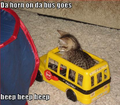 Kitten in bus.png