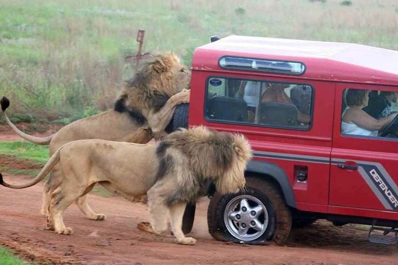 File:Lions Attack Safari.jpg