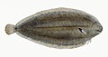Pleuronectes Megastoma