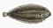Illustration from The Natural History of British Fishes (1802) by Edward Donovan, digitally enhanced by rawpixel-com 56.jpg
