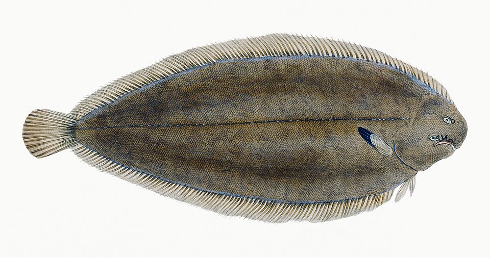 Illustration from The Natural History of British Fishes (1802) by Edward Donovan, digitally enhanced by rawpixel-com 56.jpg