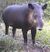 Tapir2.jpeg