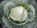 Vpoy cabbage.jpg