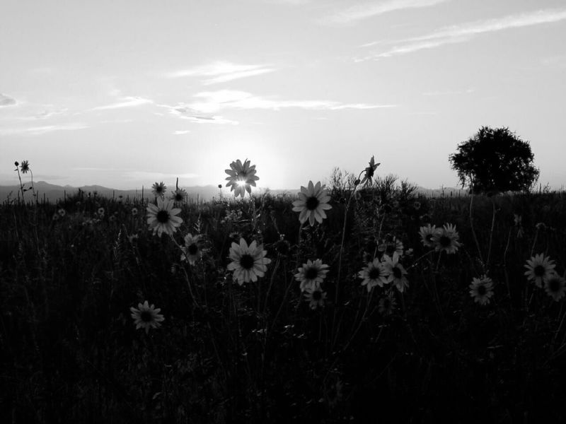 File:Flower-sunset-bw.jpg