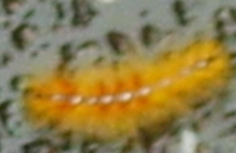 File:Normal Caterpillar.JPG