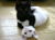 Cuuute black and white kittens.jpg