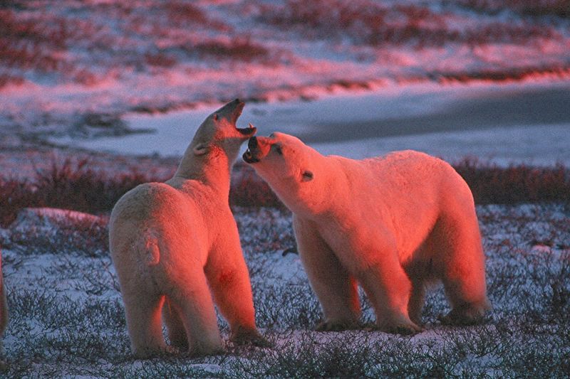 File:Red polar bears.JPG