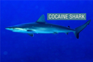 Cocaine shark 2 the sharkening.png