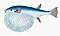 Illustration from The Natural History of British Fishes (1802) by Edward Donovan, digitally enhanced by rawpixel-com 60.jpg