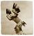 Native ceremonial eagle dancer.jpg