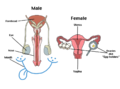 Reproductive system.png