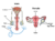 Reproductive system.png