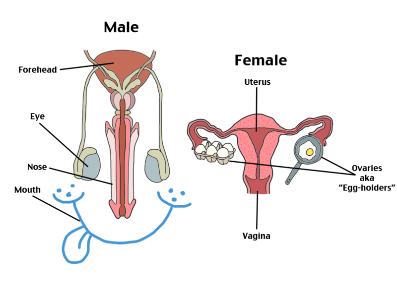 File:Reproductive system.png