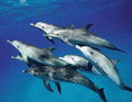 Dolphins001.jpg