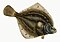 Illustration from The Natural History of British Fishes (1802) by Edward Donovan, digitally enhanced by rawpixel-com 6.jpg
