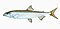 Illustration from The Natural History of British Fishes (1802) by Edward Donovan, digitally enhanced by rawpixel-com 43.jpg