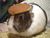 Pancake-bunny-edited.jpg
