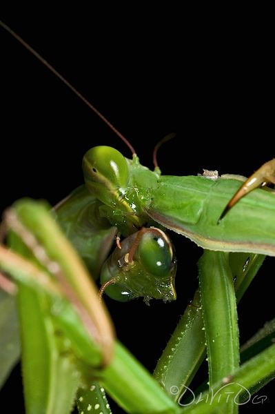 File:Praying mantis sex.jpg