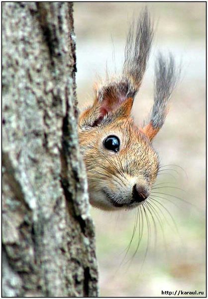 File:Sneaky squirrel.jpg