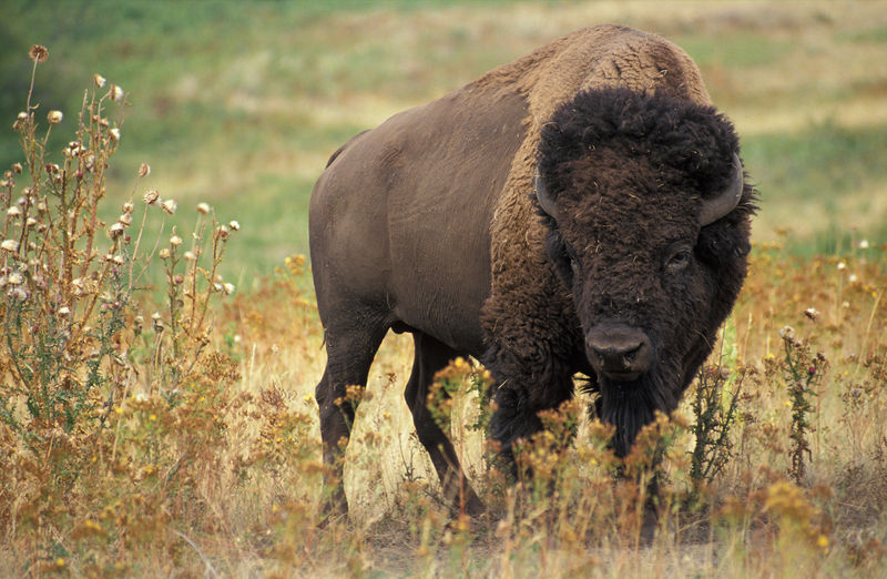 File:American bison k5680-1.jpg
