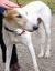 GreyhoundDog.jpg