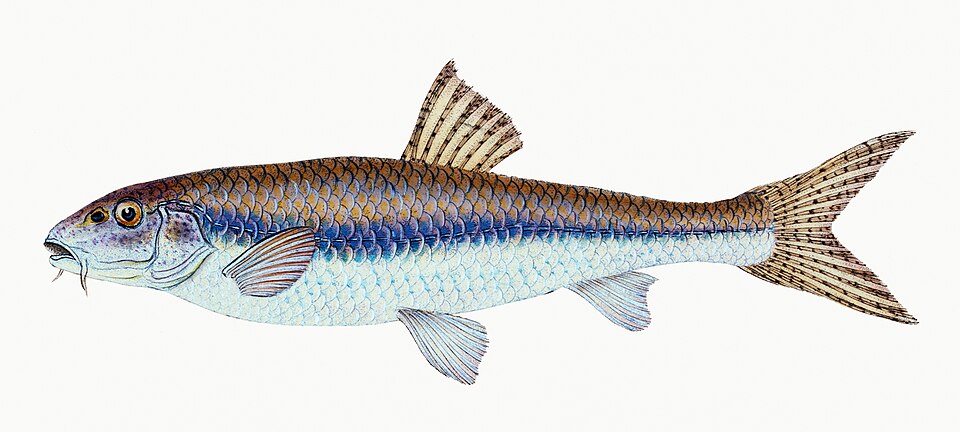 Illustration from The Natural History of British Fishes (1802) by Edward Donovan, digitally enhanced by rawpixel-com 64.jpg