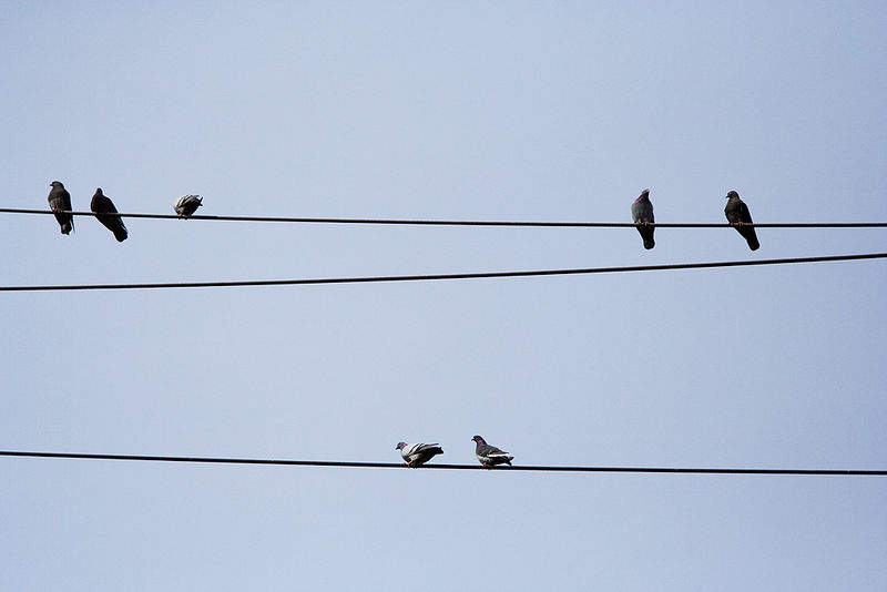 File:Pigeons-telephone-wire.jpg