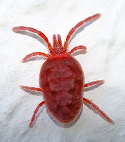 Trombidium holosericeum (aka).jpg