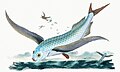 Illustration from The Natural History of British Fishes (1802) by Edward Donovan, digitally enhanced by rawpixel-com 28.jpg