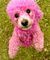 Poodlepink.jpg