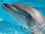 Tursiops truncatus head.jpg