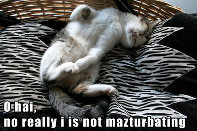 Masturbation cat.jpg