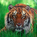 Sumatran tiger saves man