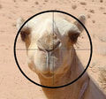 Camel-shot.jpg