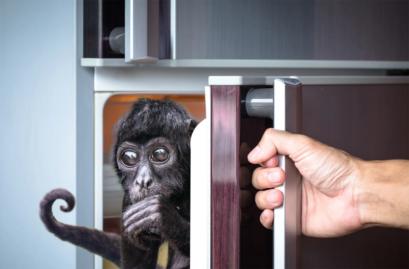 File:MonkeyInFridge69.png