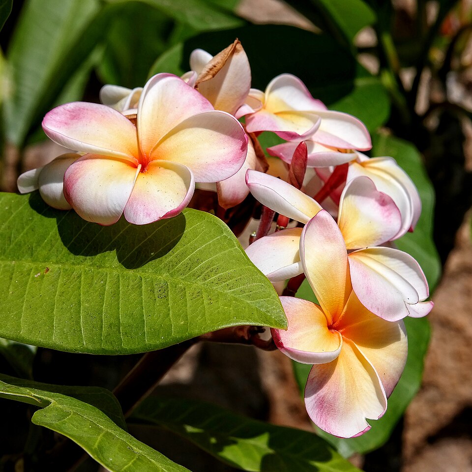 File:Plumeria Rubra 2.jpg