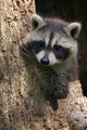 Baby Raccoon.jpg