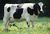 Grazing-cow-1b.jpg