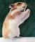 Ratplead.jpg