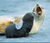 Seal Advice.jpg