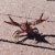 Crayfish.gif