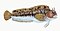 Illustration from The Natural History of British Fishes (1802) by Edward Donovan, digitally enhanced by rawpixel-com 77.jpg